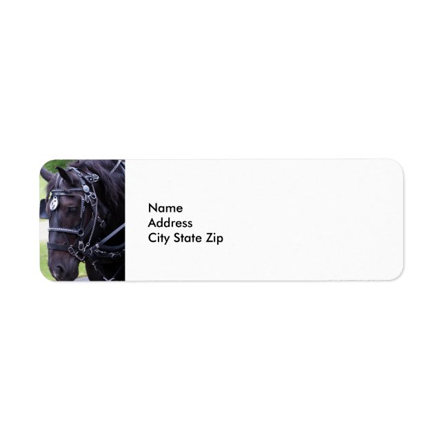 Cheval noir 384 (Devant)