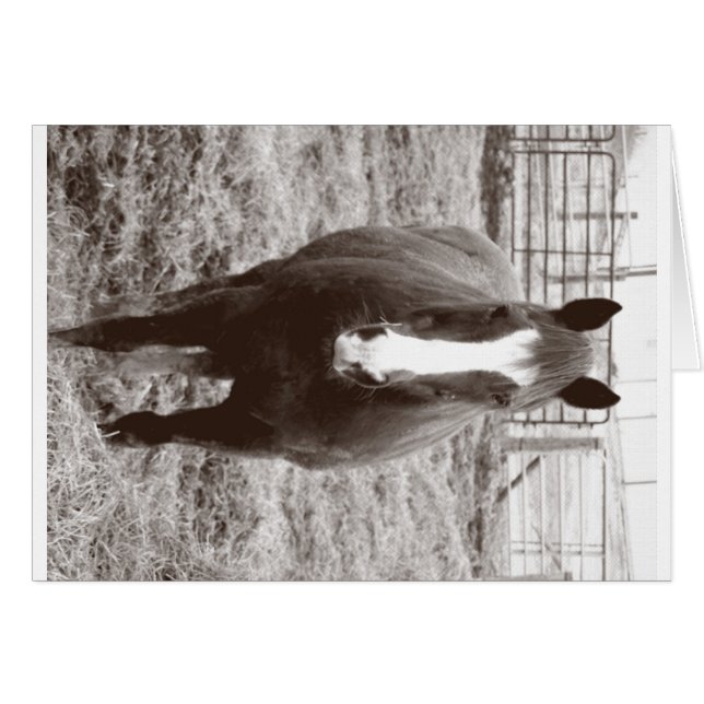 Cheval noir et blanc (Devant horizontal)