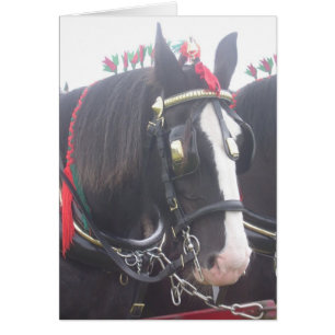 Cheval noir portrait animal photo vierge