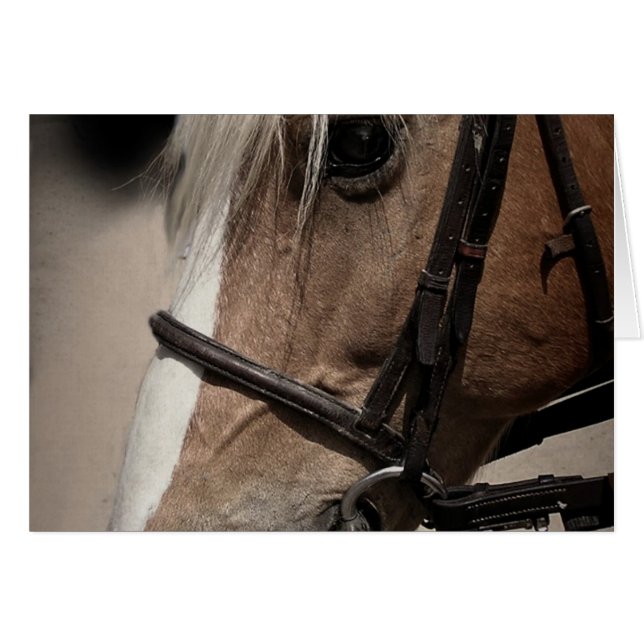 Cheval Palomino en Bridle (Devant horizontal)