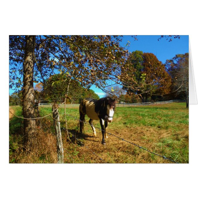 Cheval Peint, (Devant horizontal)