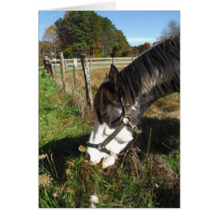 Cheval Peint, Manger Reine Ann Fleur dentelle