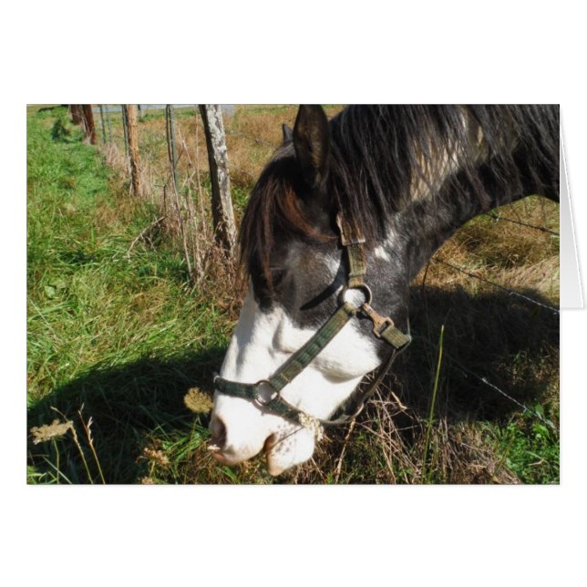 Cheval Peint, Manger Reine Ann Fleur dentelle (Devant horizontal)