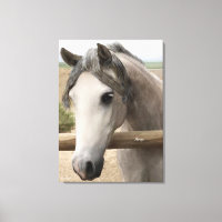 Cheval Portrait Art Enveloppé Toile 24" x 18", 1,5