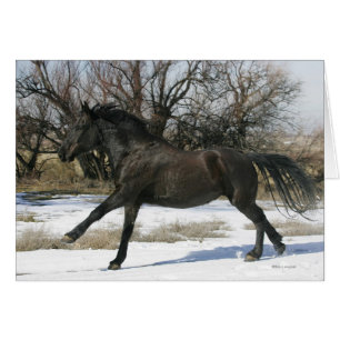 Cheval sauvage de mustang dans la neige 2