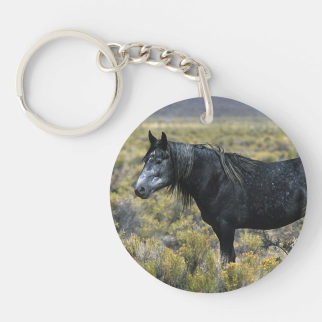 Cheval sauvage de mustang dans le désert (Devant)