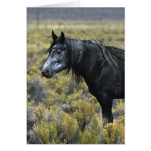 Cheval sauvage de mustang dans le désert