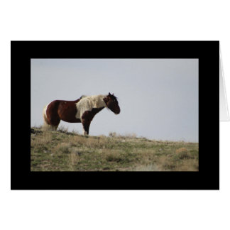 CHEVAL SAUVAGE DES MONTAGNES DE L'ONAQUI, UTAH