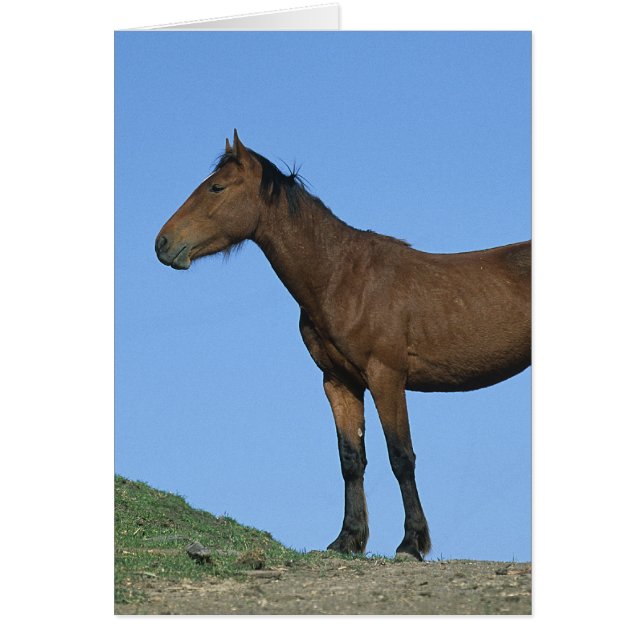 Cheval sauvage Mustang (Devant)