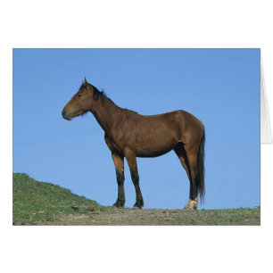 Cheval sauvage Mustang