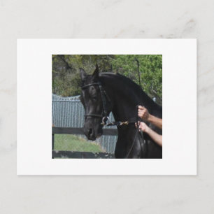 Cheval sportif de l'Arabie Noire dans les cartes p