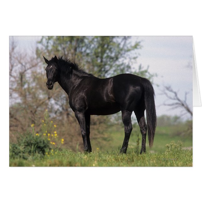 Cheval Thoroughbred debout (Devant horizontal)