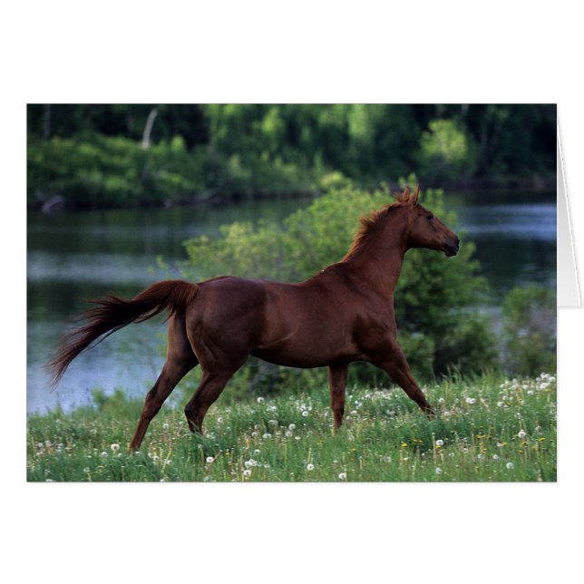 Cheval Thoroughbred debout en fleurs (Devant horizontal)