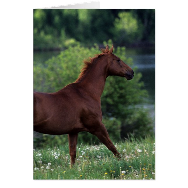 Cheval Thoroughbred debout en fleurs (Devant)