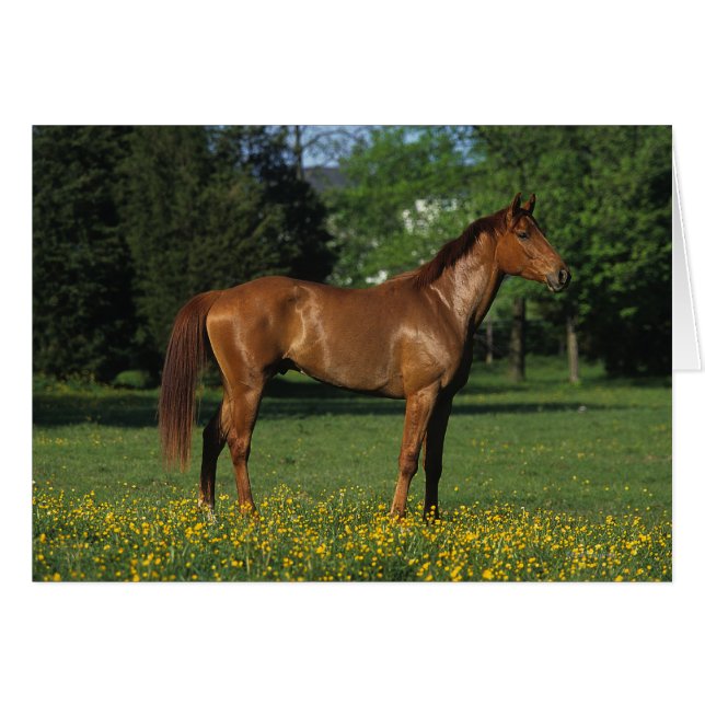 Cheval Thoroughbred en Fleurs (Devant horizontal)