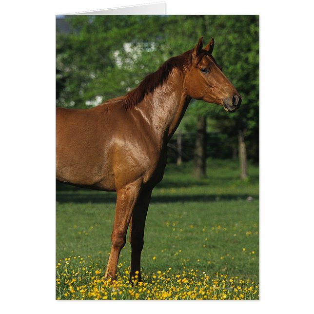 Cheval Thoroughbred en Fleurs (Devant)