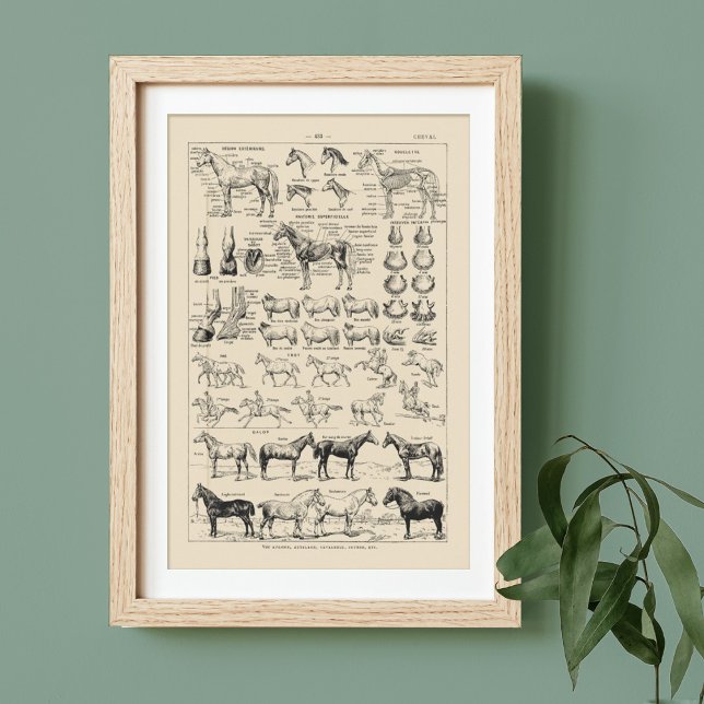 Cheval vintage se reproduit et tableau d'anatomie  (Créateur téléchargé)