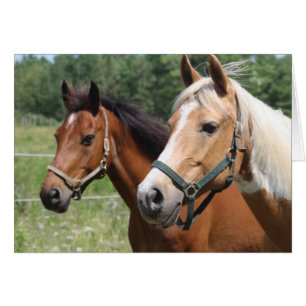 Chevaux