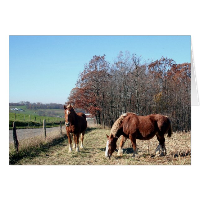 Chevaux Amish (Devant horizontal)