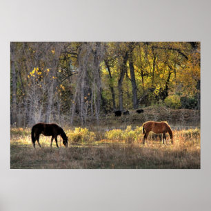 Chevaux avec ours en Arrière - plan Photo Poster