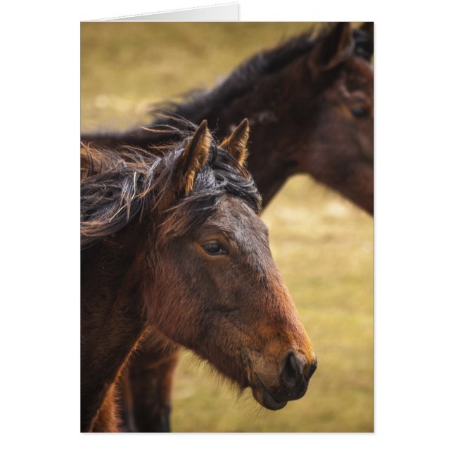 Chevaux Côté À Côté (Devant)