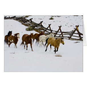 Chevaux courant dans la neige