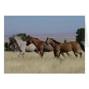 Chevaux Courir Carte Gratuite