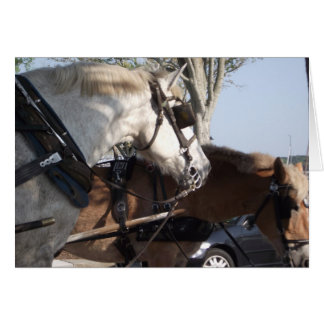 Chevaux dans le harnais