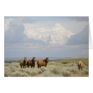 Chevaux dans l'Ouest américain