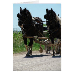 Chevaux d'attelage Pinto Amish