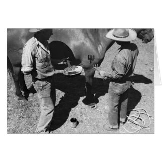 Chevaux de marquage à chaud avec la marque de