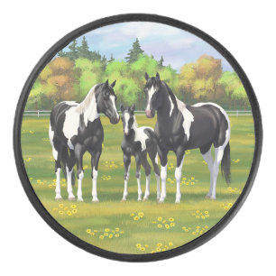 Chevaux De Peinture De Pinto Noir En Pâturage Été