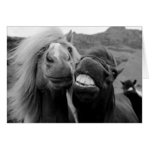 Chevaux de sourire des images   de Getty