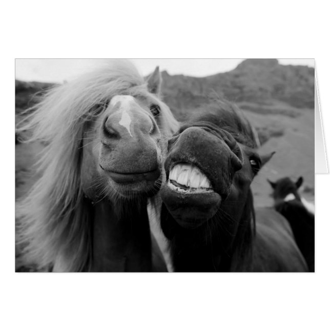 Chevaux de sourire des images | de Getty (Devant horizontal)