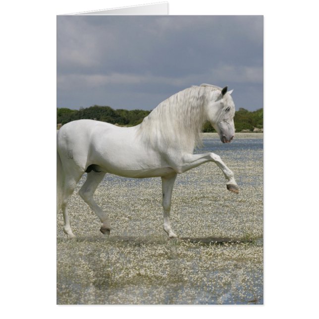 Chevaux d'Imaginaire : Seigneur du lac (Devant)