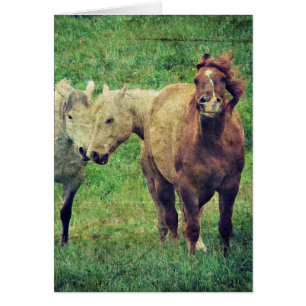Chevaux drôle