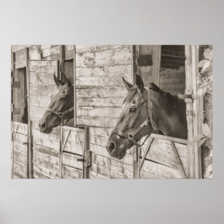 Chevaux en affiche stable