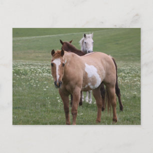 Chevaux en champ Carte postale