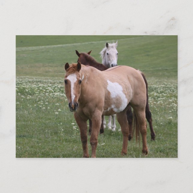 Chevaux en champ Carte postale (Devant)