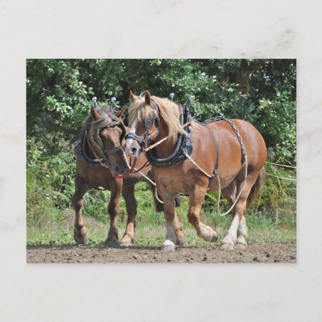 Chevaux en harnais carte postale (Devant)