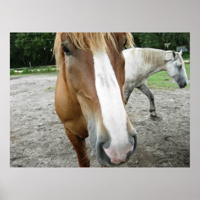 Chevaux en Ocala, Florida Art Poster (Devant)