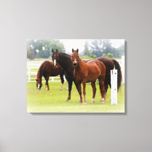 Chevaux/enveloppement de toile
