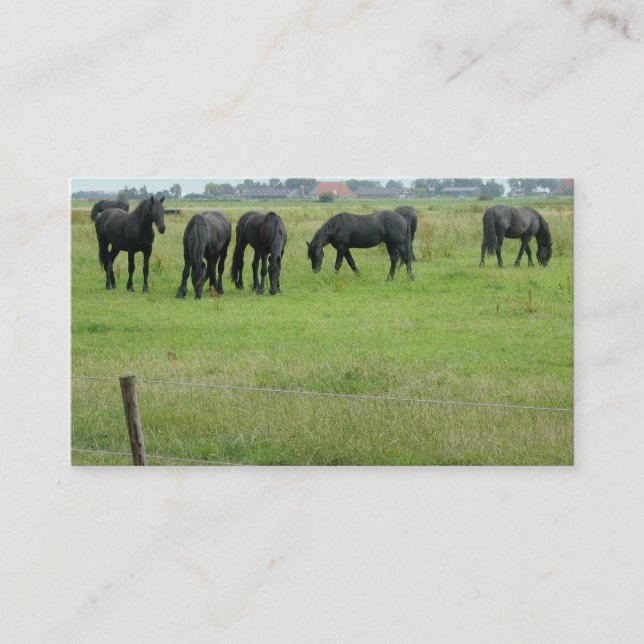 Chevaux frisons dans le petit carte photo de pré (Devant)