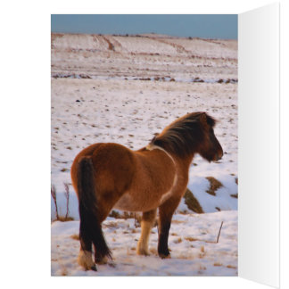 Chevaux islandais en abondance