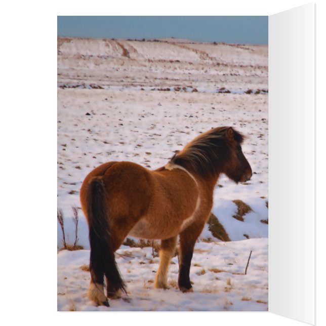 Chevaux islandais en abondance (Intérieur (Gauche))