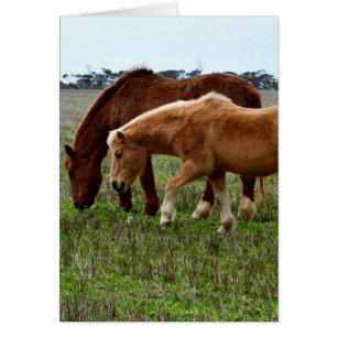 Chevaux laineux d'hiver,