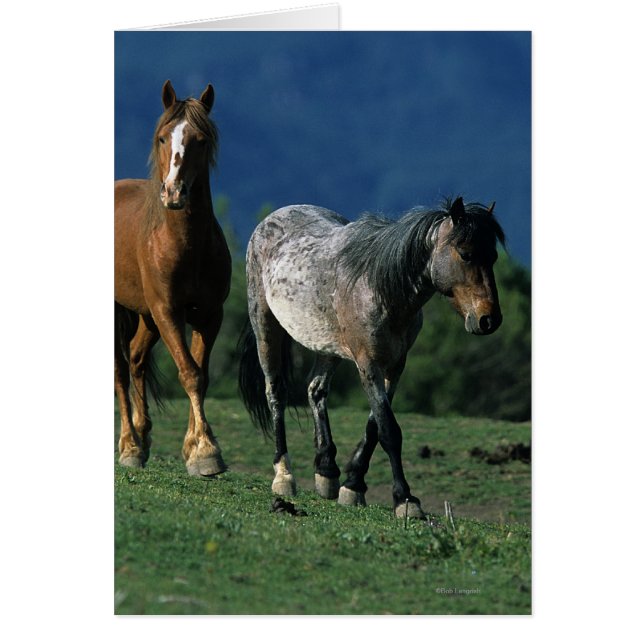 Chevaux Mustang Sauvages (Devant)