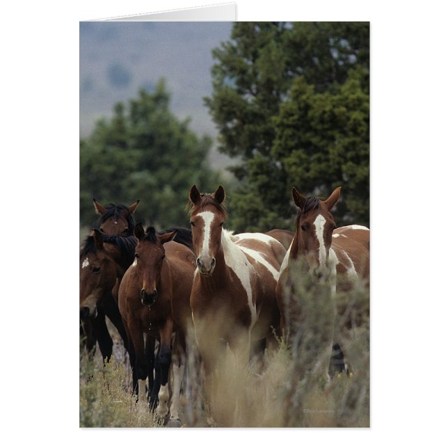 Chevaux Mustang Sauvages 2 (Devant)