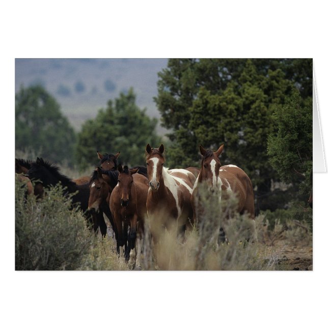 Chevaux Mustang Sauvages 2 (Devant horizontal)