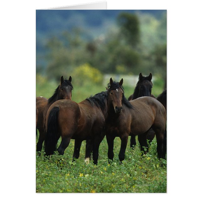 Chevaux Mustang Sauvages 3 (Devant)